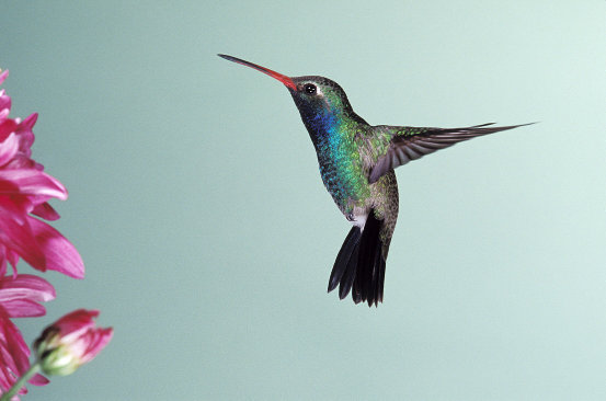 Hummingbird (Stolen from http://spikegillespie.blogspot.com/2011/06/office-of-good-deeds-invites-you-to-do.html)